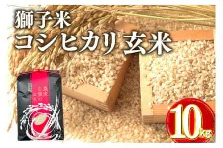 【令和7年産】獅子米 コシヒカリ 玄米 10kg 岡田ファーム コンテスト受賞米 お米 米 おこめ ブランド米 こしひかり 10キロ 国産 単一原料米 コメ こめ ご飯 銘柄米 茨城県産 茨城 産直 産地直送 農家直送 ごはん 家庭用 贈答用 お取り寄せ ギフト 茨城県 石岡市 (B02-003)