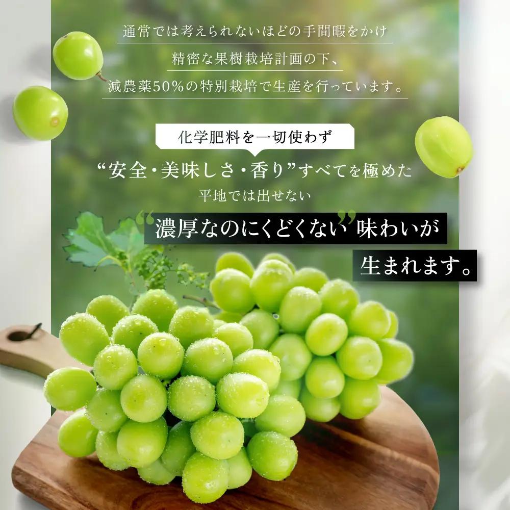 【先行予約】定期便　樹上完熟 シャインマスカット（特別栽培）1.2㎏／2房　3回 山梨シャインマスカット