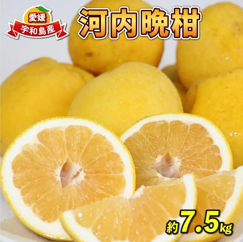 河内晩柑 7.5kg 陽だまりミカン 柑橘 柑橘 B010-050003