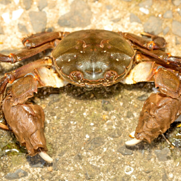 【ふるさと納税】 高津川 天然川がに 1kg 季節限定 川がに ツガニ 蟹 もくずがに モクズガニ みそ コク 塩ゆで かに汁 一級河川