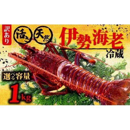 伊勢海老 訳あり 1kg