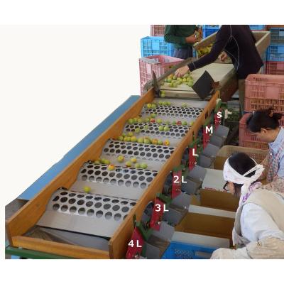 ふるさと納税 和歌山市 2025/6月より発送【梅干し・梅酒用】紀州和歌山の熟南高生梅3Lor2L-10kg |  | 03