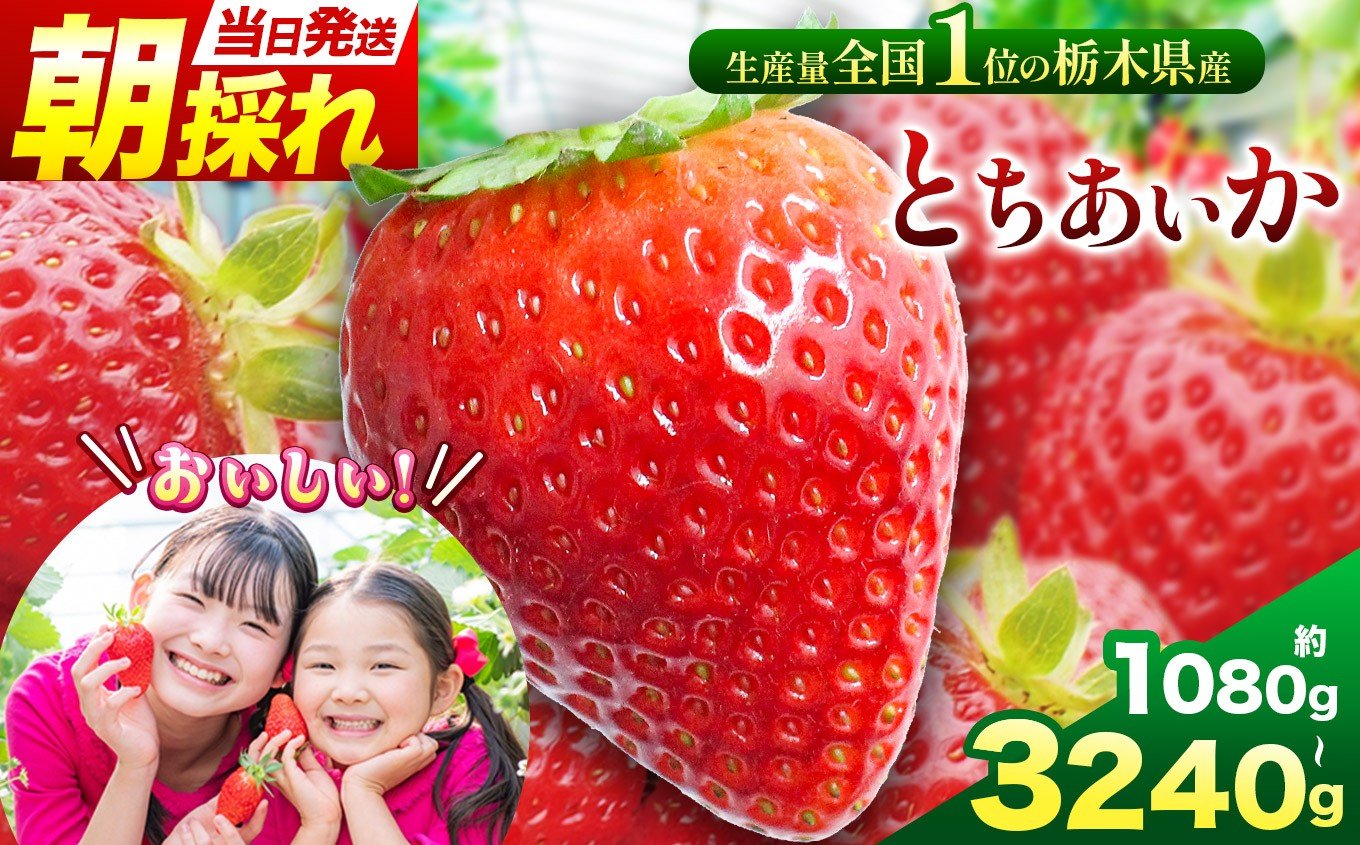 
            那珂川町産とちあいか 選べる内容量 | 苺 イチゴ 大粒 甘い 贈答用 数量限定 果物 フルーツデザート 人気 贅沢 たっぷり 大容量 朝採れ当日発送 栃木県 那珂川町 送料無料
          