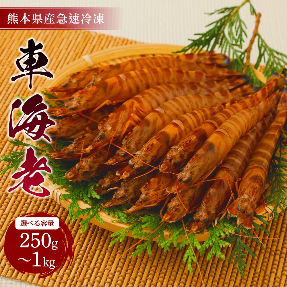 【ふるさと納税】えび 熊本県産 急速冷凍 車海老 【選べる容量 250g〜1kg (9〜52尾) 】 生食可 吉本水産