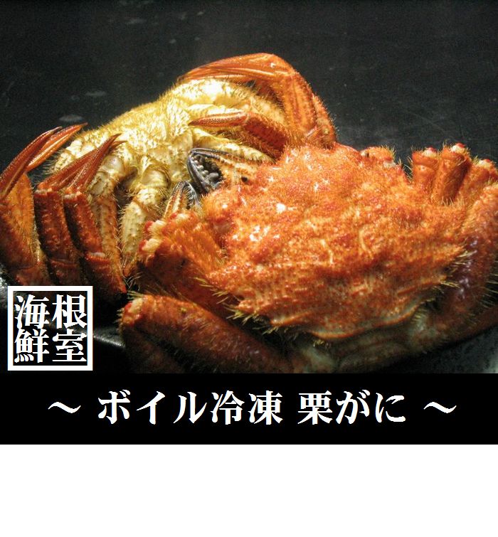 【ふるさと納税】【12月21日決済確定分まで年内配送】 [北海道根室産] クリガニ 6 〜 7尾 ( 計 1.5kg ) クリがに くりがに クリかに くり蟹 クリ蟹 かに カニ 蟹 お取り寄せ グルメ 海鮮 北海道 根室市 ふるさと納税 A-57022