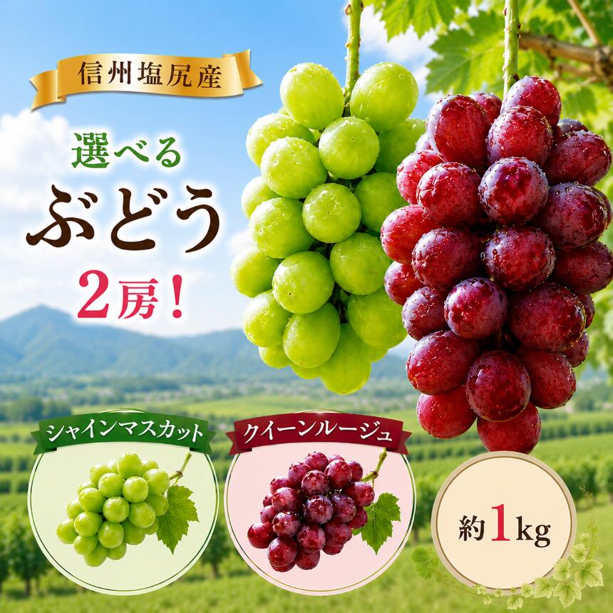 【ふるさと納税】【先行予約】信州塩尻産 選べる単品 or セット♪【クイーンルージュ 2房 / シャインマスカット＆クイーンルージュのセット 各1房 】（9月下旬~10月下旬に順次発送） | 果物 フルーツ シャインマスカット クイーンルージュ ぶどう 葡萄 長野県 塩尻市