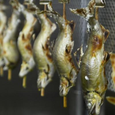 ふるさと納税 彦根市 【あゆの店きむら】 滋賀県産 あゆの塩焼き 10尾入 |  | 03