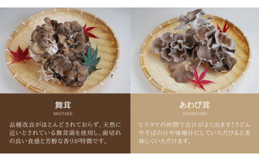 きのこ の 詰め合わせ Sサイズ 約1000g【茨城県共通返礼品 城里町】 キノコ 舞茸 あわび茸 たもぎ茸 しいたけ ぶなしめじ [CX001sa]