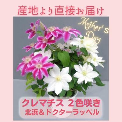 ふるさと納税 北茨城市 【長谷川園芸】クレマチス6寸2色咲き〔北浜×ドクターラッペル〕※5/1〜5/7発送