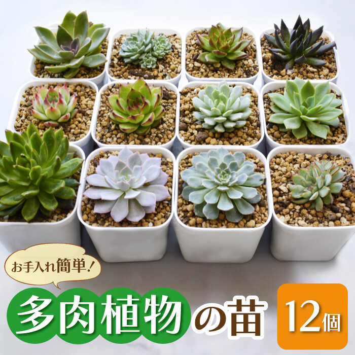 【ふるさと納税】多肉 植物 苗 12個 セット 福岡 八女 広川　広川町 / plantsfunshopnatur[AFAT005]
