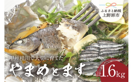 【一級河川(魚)】甲州桂川のやまめ(約800g)とます(約800g)高級セット 各1箱