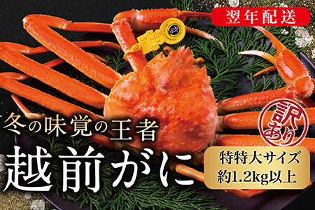 【2026年発送】越前がに（オス）「ずわいがに」特特大サイズ（1.2kg以上） 訳あり 1杯