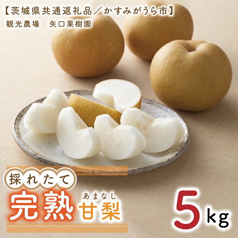 【ふるさと納税】8月中旬より発送 数量限定 採れたて完熟甘梨（なし）5kg（茨城県共通返礼品／かすみがうら市）果物 くだもの フルーツ 梨 ナシ なし 採れたて 新鮮 完熟 期間限定 産地直送 茨城県 水戸市（FW-12）
