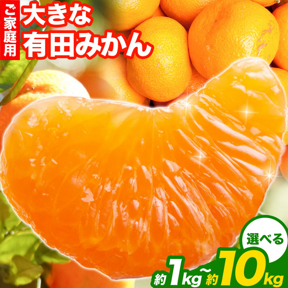 【ふるさと納税】＜先行予約＞家庭用 大きな有田みかん 約1kg 約2.5kg 約5kg 約10kg ＋250g （ 傷み補償分 ）選べる【わけあり・訳あり】【光センサー選果】 池田鹿蔵農園@日高町（池田農園株式会社）《11月中旬-1月下旬頃出荷》日高町【配送不可地域あり】