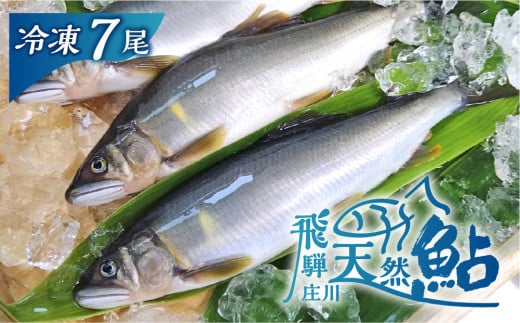 白川村産 飛騨庄川の天然鮎 7尾 18cm以上 350g以上 鮎 天然 あゆ 魚 岐阜県 白川郷 世界遺産 塩焼き BBQ 15000円  [S510]