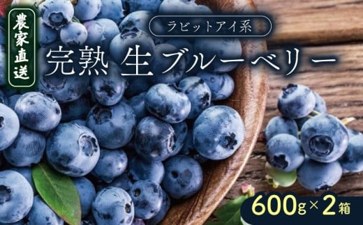 【農家直送】完熟生ブルーベリー（ラビットアイ系）600g×2箱 | 2026年発送 ブルーベリー フルーツ 果物 厳選 人気 デザート ギフト プレゼント 贈り物 くだもの 旬 甘い 先行予約 産地直送 小分け 冷蔵 期間限定 季節限定 おすすめ 高知県 南国市