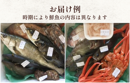 天然のいけす 富山湾 氷見漁港直送！ 旬の鮮魚セット 定期便6ヶ月連続お届け 鮮魚詰め合わせ 旬の鮮魚 定期便 新鮮魚介 セット 全6回定期便 氷見漁港より直送 海鮮 鮮魚セット 魚介 旬の海鮮 定期