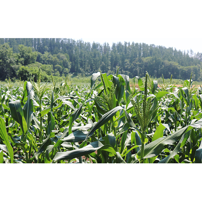 【2025年8月下旬から発送】農家直送！朝もぎスイートコーン『ゆめのコーン』2L 10～12本（4.5kg）_イメージ3