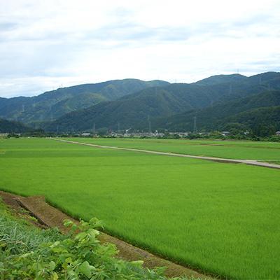 ふるさと納税 白山市 やまだ農場の鳥越こしひかり5kg　白米 |  | 01