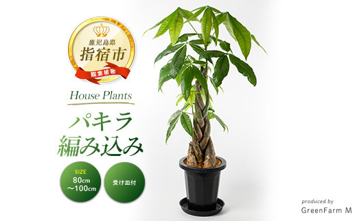 
            2025年7月中旬～発送【観葉植物】パキラ編み込み80cm～100cm(Green Farm M/018-1447) 観葉植物 植物 鉢付 インテリア 室内 オフィス おしゃれ プレゼント ギフト 開店祝い 移転祝い マイナスイオン【配送不可地域：北海道・沖縄県・離島】
          