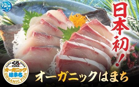 【くら寿司】オーガニック はまち 1尾 フィレ（皮無し）約1.8kg～2.1kg / ハマチ 丸ごと 刺身 数量限定 期間限定 ※2025年12月下旬～2026年4月末まで順次発送【kura004】 