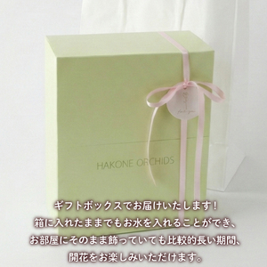 HACONAE Mini マーガレット お花 プレゼント 贈答用 お祝い ギフト 箱根洋ラン園 静岡県 三島市