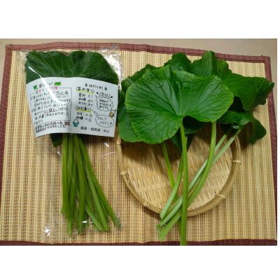 ふるさと納税 相馬市 相馬わさびセット(葉 85g×6パック・根茎 約35g×4本) |  | 01