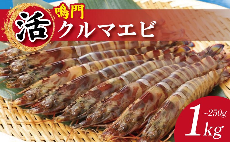 
                  【指定日必須】 活き車海老 250g ～ 1kg 選べる 発送時期 サイズ クルマエビ 車エビ えび 活きエビ 活きたまま 養殖 塩焼き 天ぷら フライ 冷蔵 徳島 鳴門 【年末年始 発送対応可能です！】
                