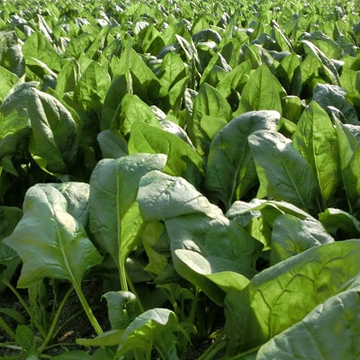 新鮮朝採れ!安芸太田町産ほうれんそう　200g×7束【配送不可地域：離島・北海道・沖縄県】