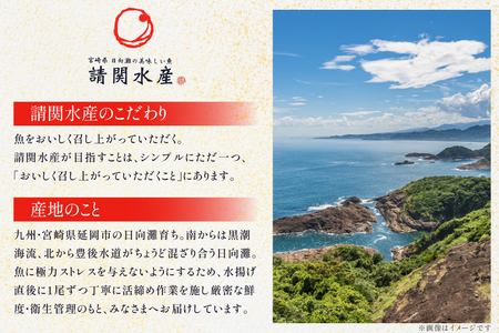 刺身 柵 旬のお刺身 12ケ月 定期便 刺身