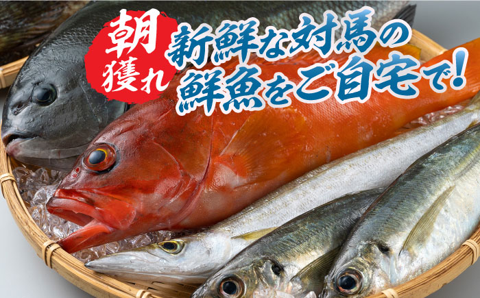 対馬 活〆 島魚セット 2.5〜3kg《対馬市》【対馬地域商社】 [WAC004]新鮮 鮮度 直送 冷蔵 鮮魚 刺身 海鮮 魚介 鯛めし 煮付け 魚 ぶり まぐろ 刺し身 定置網 おかず 一品 味噌汁