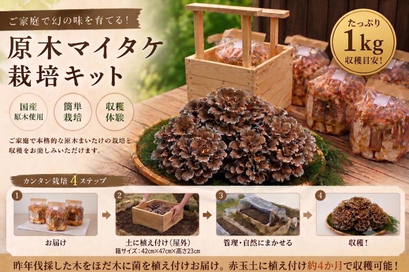 
                  【先行予約】マイタケ 舞茸 まいたけ 栽培キット ほだ木 3本 家庭菜園 原木舞茸 希少 幻 肉厚 きのこ ステーキ 生まいたけ 生マイタケ だし 焼きまいたけ 炭火 鍋 焼肉 バーベキュー 味噌汁 スープ 野菜 新鮮 旬 食べ応え うまみ 獲れたて 原木 徳島県 三好市 みよし
                