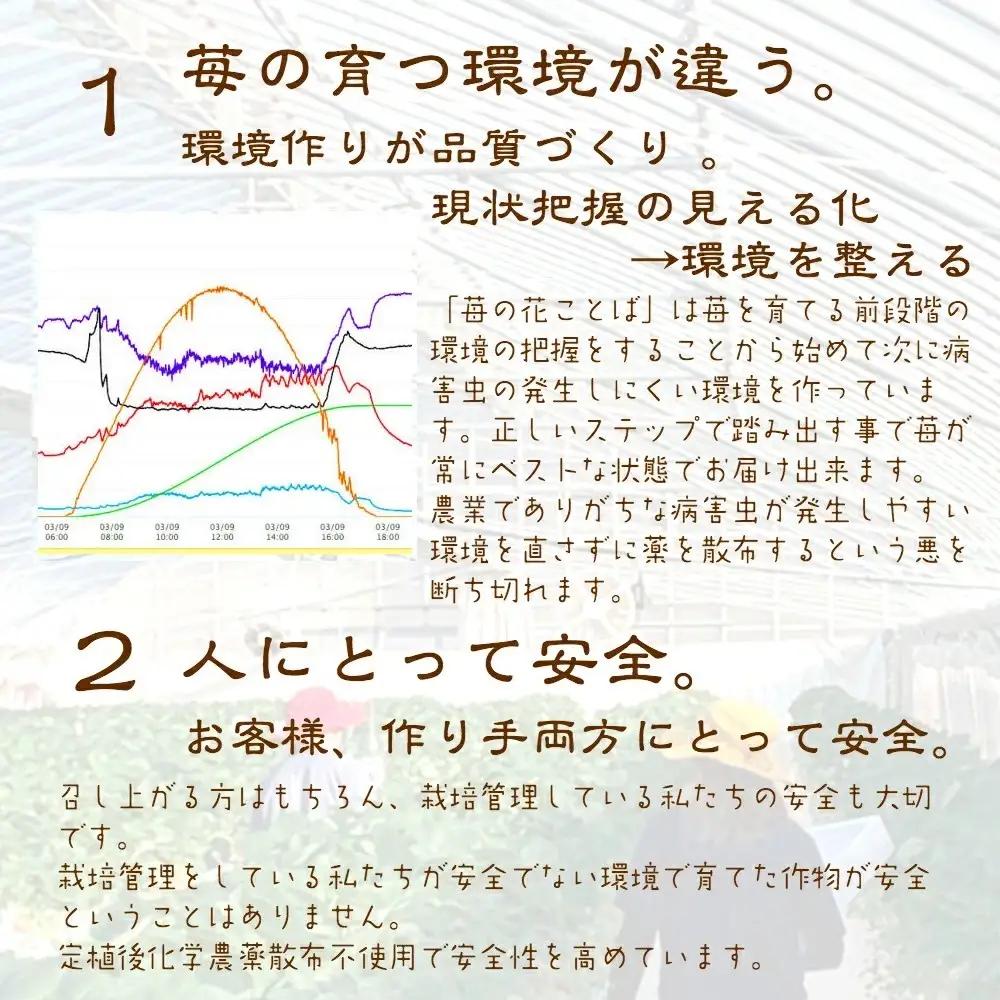 先行予約  いちご 新潟 雪国完熟越後姫ダブル（約760g）ギフト箱入り イチゴ 苺 フルーツ お取り寄せ 贈り物 上越 苺の花ことば