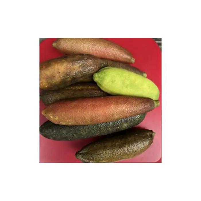 ライム 琴浦町産 フィンガーライム 130g