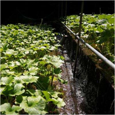 ふるさと納税 津和野町 島根わさび(生)大1本(120g前後)・おろし器付 |  | 03