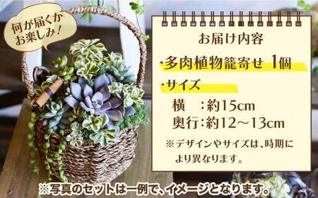 多肉 植物 籠寄せ カズラ かご 福岡 八女 観葉植物 多肉植物 はち インテリア 鉢植え 園芸用品 室内栽培 水やり 広川町 / plantsfunshopnatur [AFAT002]