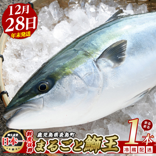 【2025年12月28日発送】テレビで紹介ぶりの王様「 鰤王 」 まるごと 1本 （約4.5kg） ラウンド 先行予約 産地直送 長島町 特産品 ブランド 鰤 冷蔵 ふるさと納税 ぶり 刺身 ぶりしゃぶ ぶり大根 海鮮丼 年末年始発送 【JFA】jfa-7r-1228