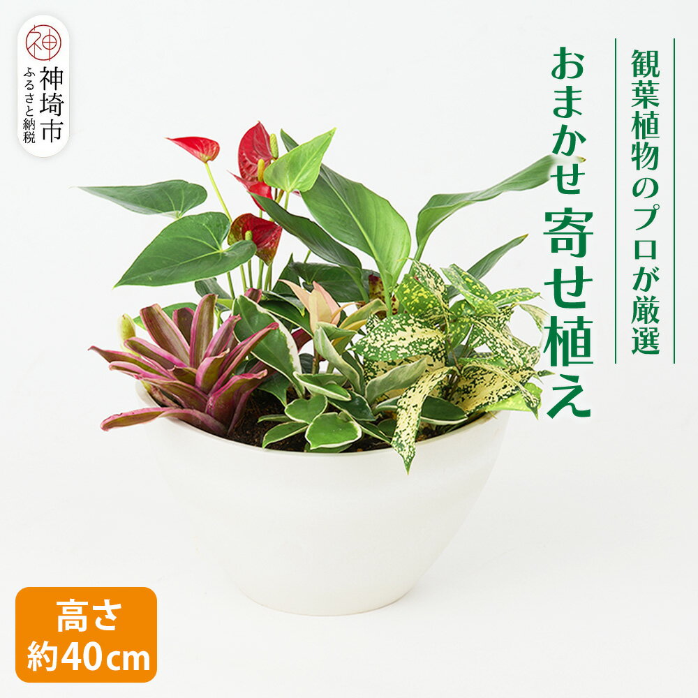 【ふるさと納税】オリジナルアレンジ観葉植物　Mサイズ【寄せ植え インテリア リビング 室内 グリーン 植物 癒し リフレッシュ】 (H086105)