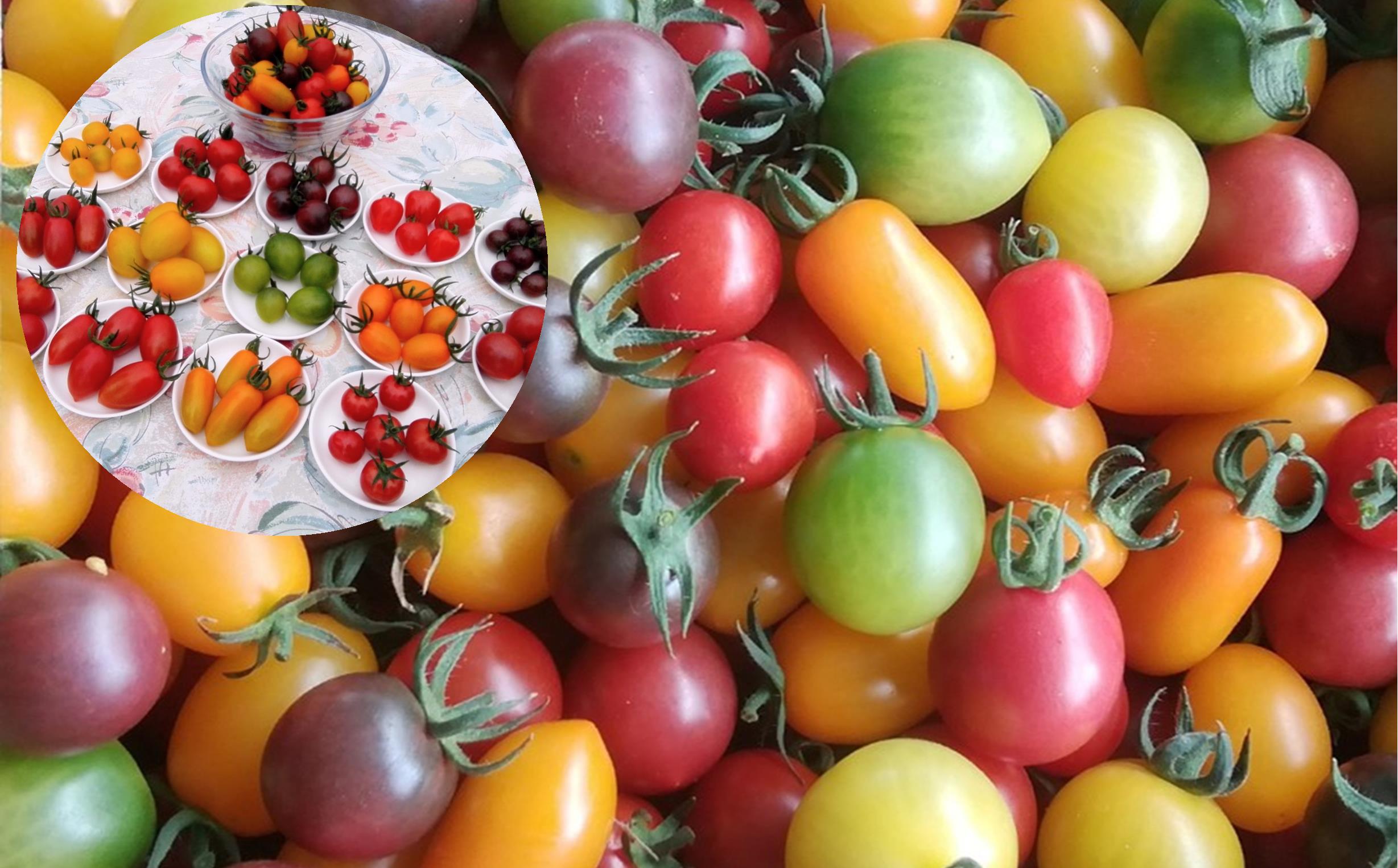 ＜2025年12月・2026年8月お届け＞大作農園　寒締めちぢみほうれん草約1.5kg・カラフルミニトマト約1.5kg　2回お届け定期便 SBTR006