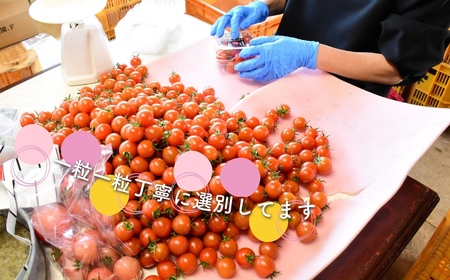 ミニトマト（プチぷよ）　バラ詰め2.0kg【4月発送】