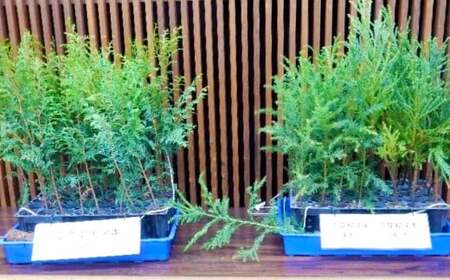 【返礼品なし】岡山県奈義町の取り組みを全国へ！奈義町で行う『少花粉スギ・ヒノキ』植樹を応援してくださる皆さまからの温かいご支援をよろしくお願いいたします。 寄附のみ 岡山県 奈義町 寄附 応援