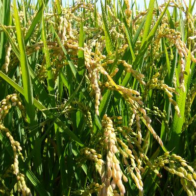 ふるさと納税 旭川市 【令和6年産】北海道 旭川産 ななつぼし 1kg ×10袋セット_01456 |  | 03