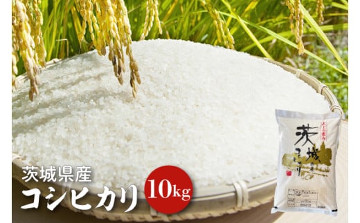 【令和6年産】茨城県産コシヒカリ 10kg 【お米 ごはん こしひかり 老舗 米屋 おにぎり ごはん 茨城県 水戸市 10キロ】(HQ-82)