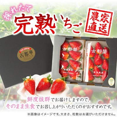 奈良県産いちご　古都華　化粧箱入り2パック【配送不可地域：離島・北海道・沖縄県】