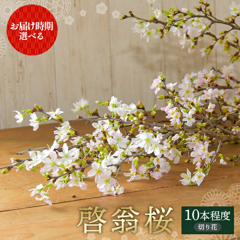 【ふるさと納税】 【一足早い春を、雪国新庄から】山形県 新庄市産 啓翁桜 切り花（約80cm×10本程度） 《お届け時期が選べる 2026年12月下旬から発送／2027年1月上旬～3月上旬に発送》新年 新春 元旦 正月 飾り 年末 年内 桜 さくら 植物 花 贈答 贈り物 F3S-2690var