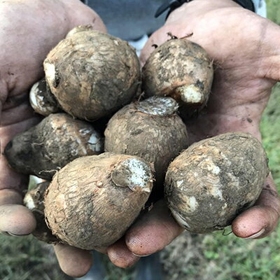 【ふるさと納税】めぐるみどりのさといも食べ比べセット[52210657] 野菜 根菜 埼玉県産 　お届け：10月～2月発注後、2週間程度