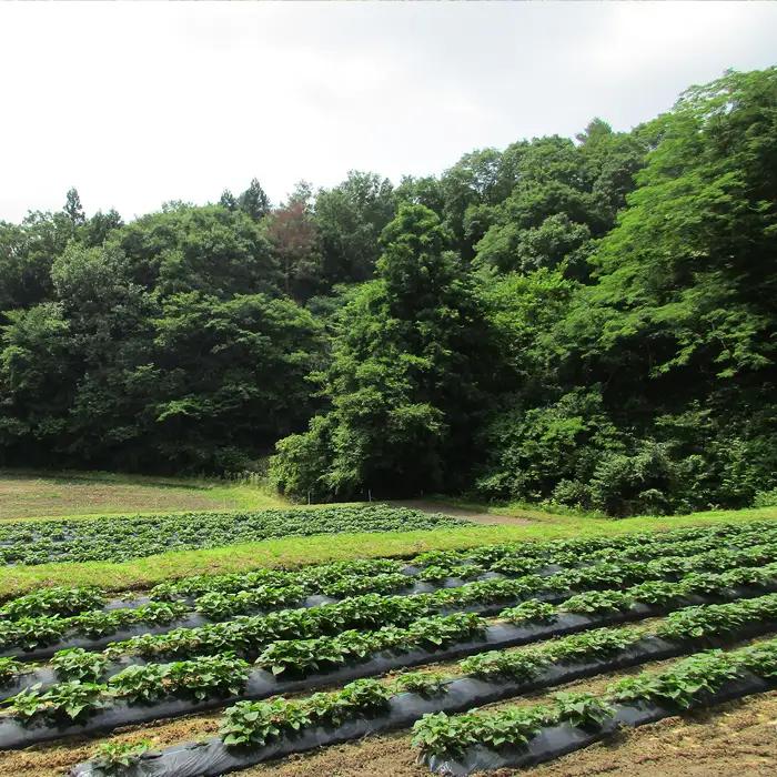 島根県飯南町産サツマイモ うやま農園のさつまいも　3.3㎏【さつまいも 生 紅はるか サツマイモ 生いも 農薬不使用 農家直送 】