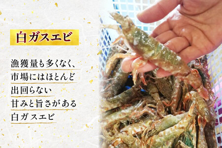 【期間限定発送】 極上激甘！白ガスエビ 冷蔵 800g