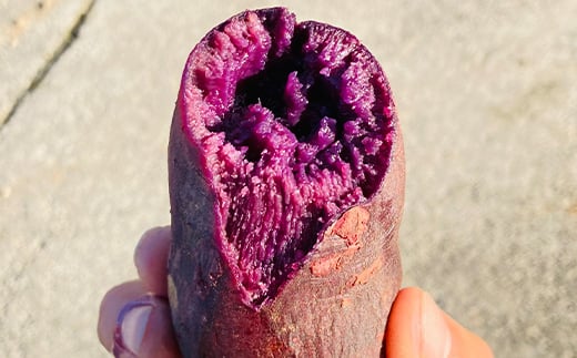 栽培期間中、農薬・化学肥料不使用 もちもち甘～い『ふくむらさき』 小～大混合 2kg さつまいも サツマイモ F3S-2638