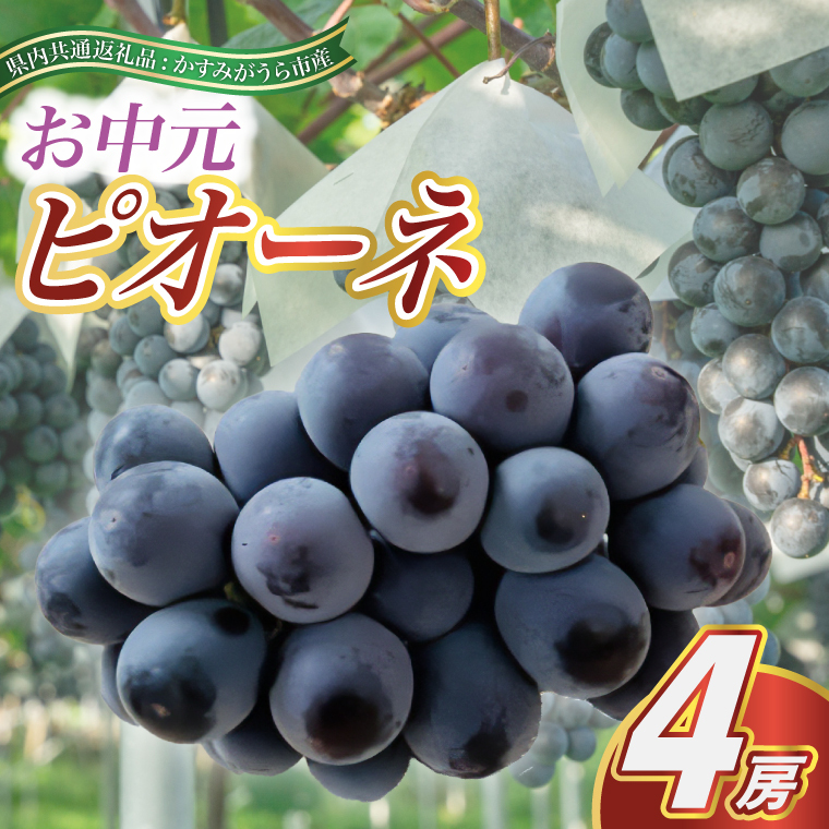 【お中元 熨斗付】 ピオーネ 4房 ＜2026年8月より順次発送＞ (県内共通返礼品:かすみがうら市産) 先行予約 ギフト 贈答 ぶどう ブドウ 葡萄 フルーツ 茨城 新鮮 (BR112)